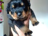 A Kalite Rottweiler Yavruları