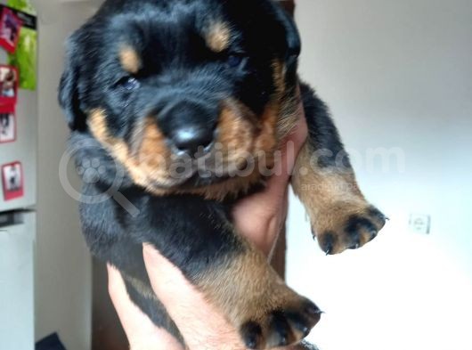 A Kalite Rottweiler Yavruları görsel