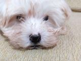 Beyaz Safkan 2 Aylık Maltese Terrier