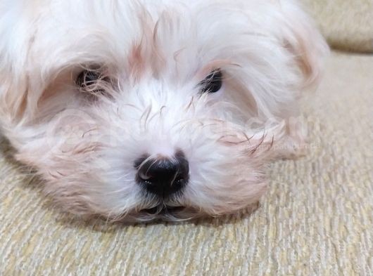 Beyaz Safkan 2 Aylık Maltese Terrier görsel