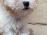 Beyaz Safkan 2 Aylık Maltese Terrier