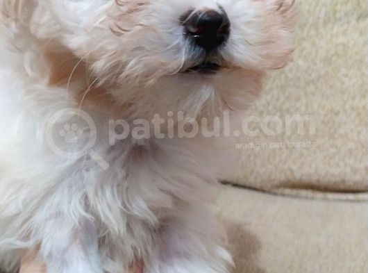 Beyaz Safkan 2 Aylık Maltese Terrier
