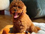Safkan Red Brown Toy Poodle Yavrularimiz