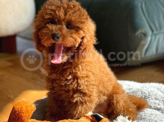 Safkan Red Brown Toy Poodle Yavrularimiz görsel