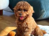 Safkan Red Brown Toy Poodle Yavrularimiz