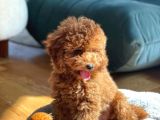 Safkan Red Brown Toy Poodle Yavrularimiz