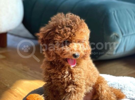 Safkan Red Brown Toy Poodle Yavrularimiz görsel