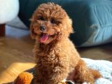 Safkan Red Brown Toy Poodle Yavrularimiz