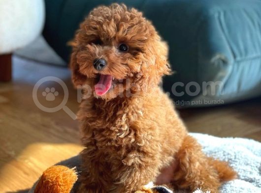 Safkan Red Brown Toy Poodle Yavrularimiz