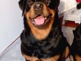 A Kalite Rottweiler Yavruları