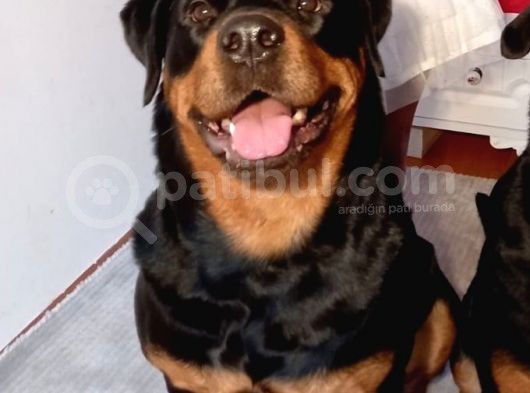 A Kalite Rottweiler Yavruları