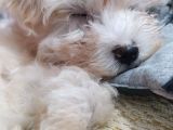 Beyaz Safkan 2 Aylık Maltese Terrier