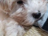 Beyaz Safkan 2 Aylık Maltese Terrier