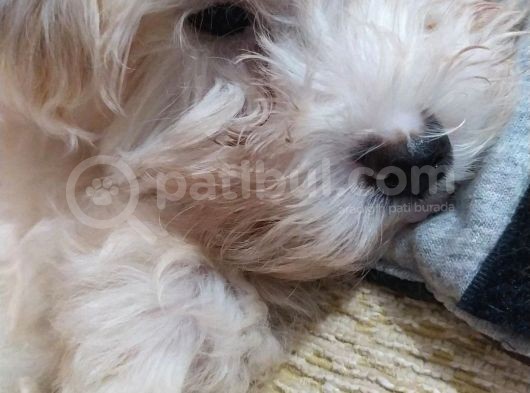 Beyaz Safkan 2 Aylık Maltese Terrier görsel