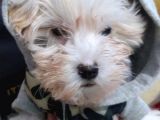 Beyaz Safkan 2 Aylık Maltese Terrier