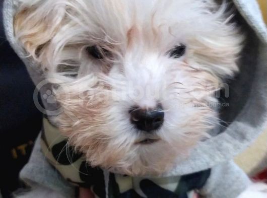 Beyaz Safkan 2 Aylık Maltese Terrier görsel