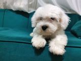 Kar Beyaz Maltipoo Yavrum