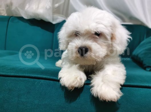 Kar Beyaz Maltipoo Yavrum görsel