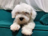 Kar Beyaz Maltipoo Yavrum