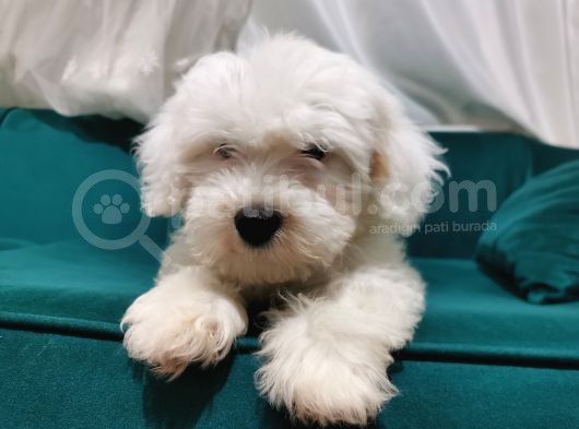 Kar Beyaz Maltipoo Yavrum görsel