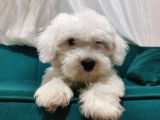 Kar Beyaz Maltipoo Yavrum