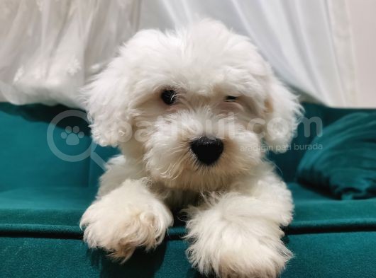 Kar Beyaz Maltipoo Yavrum görsel