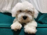 Kar Beyaz Maltipoo Yavrum