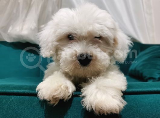 Kar Beyaz Maltipoo Yavrum
