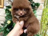 Orji̇nal Ayicik Surat Pomerani̇an Boo