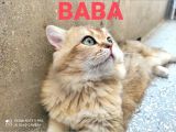 Baba Golden - Anne Safkan Schottis Fold Yavrular