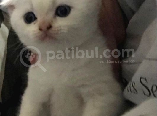 24 Ekim Doğumlu Golden Point Yavru görsel