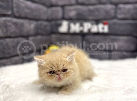 Orji̇nal İran Egzoti̇k Shorthai̇r görsel