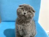 Ev Ortamından Scottish Fold Erkek