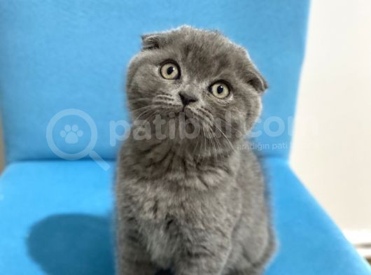 Ev Ortamından Scottish Fold Erkek görsel
