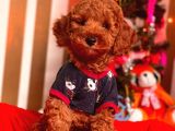 Red Brown Toy Poodle Mini Boy Bebekler
