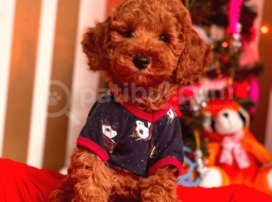 Red Brown Toy Poodle Mini Boy Bebekler