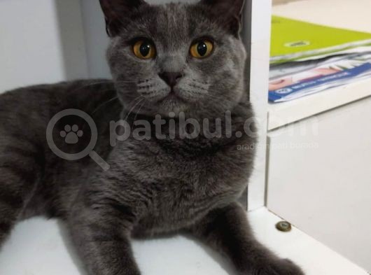 6 Aylık British Sorthair