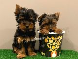 Yorkshire Terrier Dişi ve Erkek Yavrular