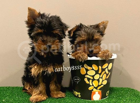 Yorkshire Terrier Dişi Ve Erkek Yavrular