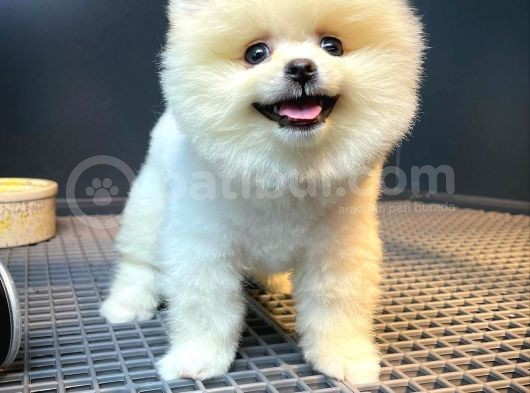 Ayı Surat Pomeranian Boo Yavrularımız görsel