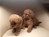 Toy Poodle Önceden Rezerve