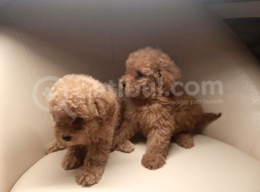 Toy Poodle Önceden Rezerve görsel