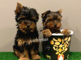 Yorkshire Terrier Dişi Ve Erkek Yavrular