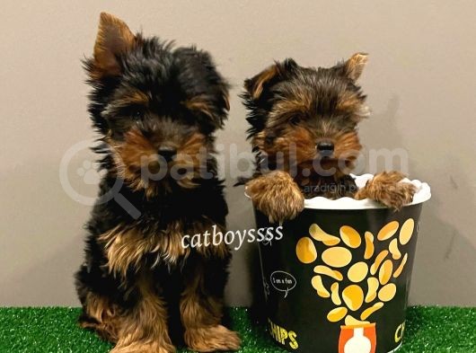 Yorkshire Terrier Dişi Ve Erkek Yavrular görsel