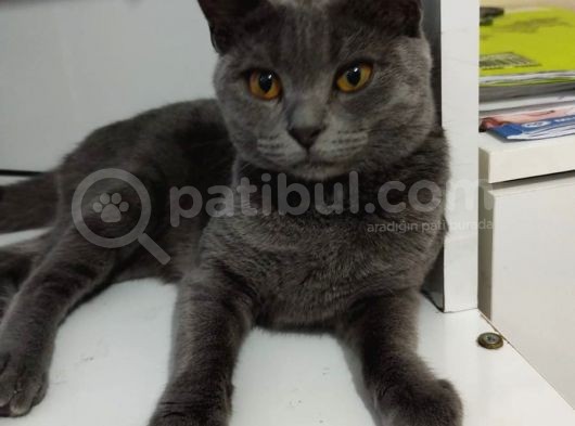 6 Aylık British Sorthair görsel