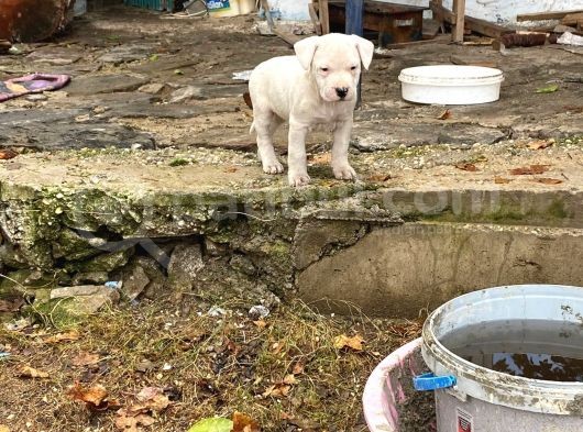 Safkan Yavru Son Bir Adet Dişimiz görsel
