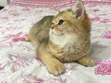British Shorthair Safkan Bebekler