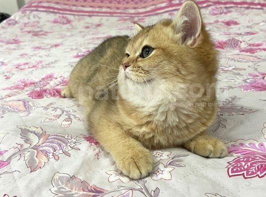 British Shorthair Safkan Bebekler görsel