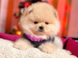 Boo Pomeranian Ayı Surat Yavrular