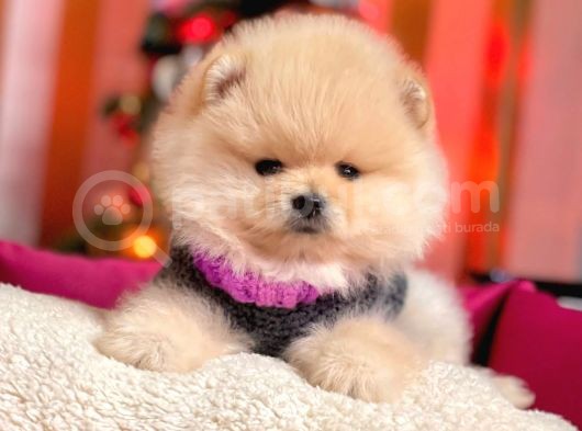 Boo Pomeranian Ayı Surat Yavrular görsel
